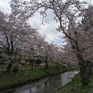 忍野八海