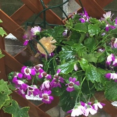 お花の中から・・・